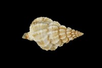 藏品(中華峨螺)的圖片